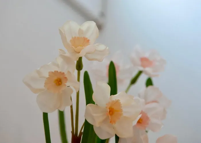 Casita Mirasol Daire Arrecife (Lanzarote)